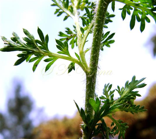  Stem with cauline leaves